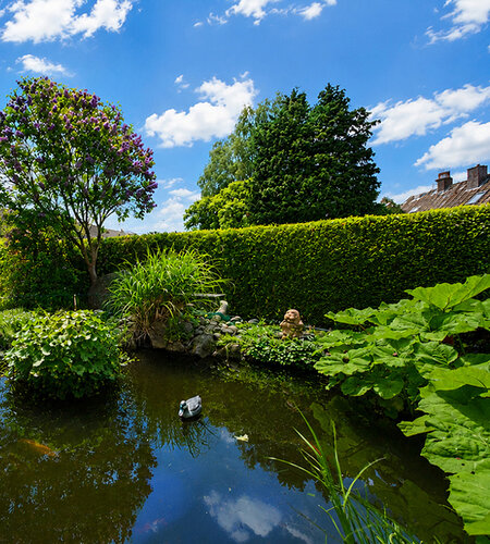 Teich_Sommer Teich_Sommer